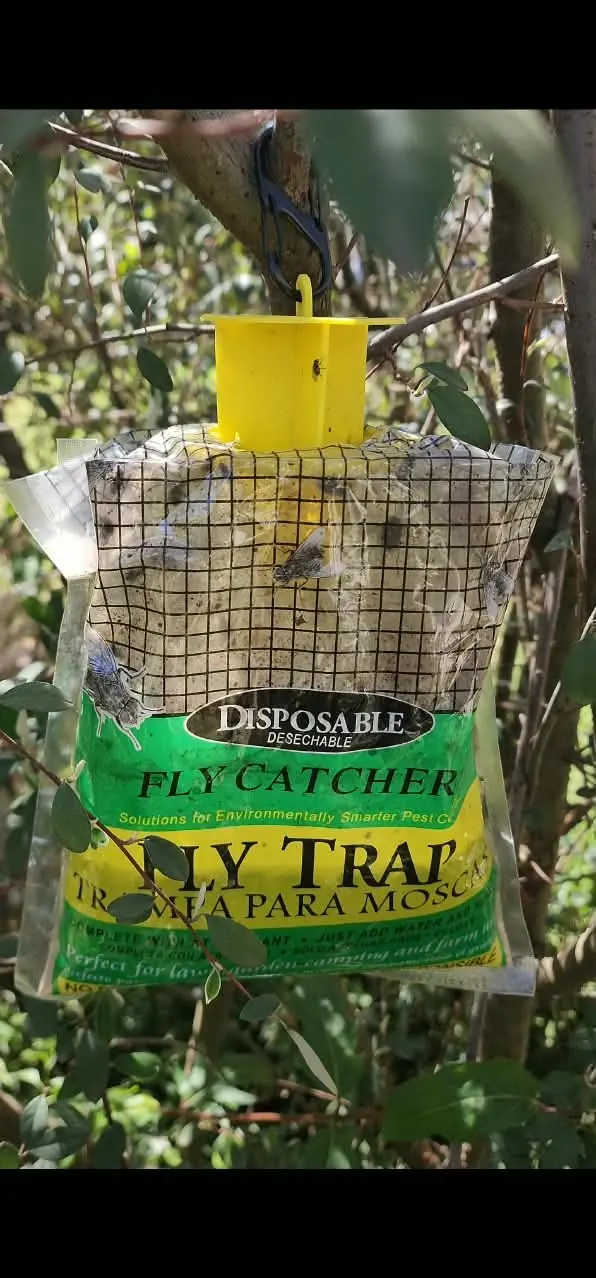 Trampa VIREO entre las ramas, llena de moscas atrapadas