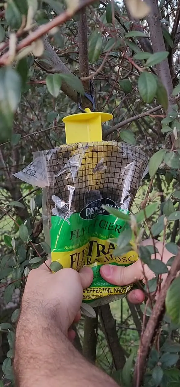 Un cliente sostiene su trampa VIREO con moscas atrapadas en la malla